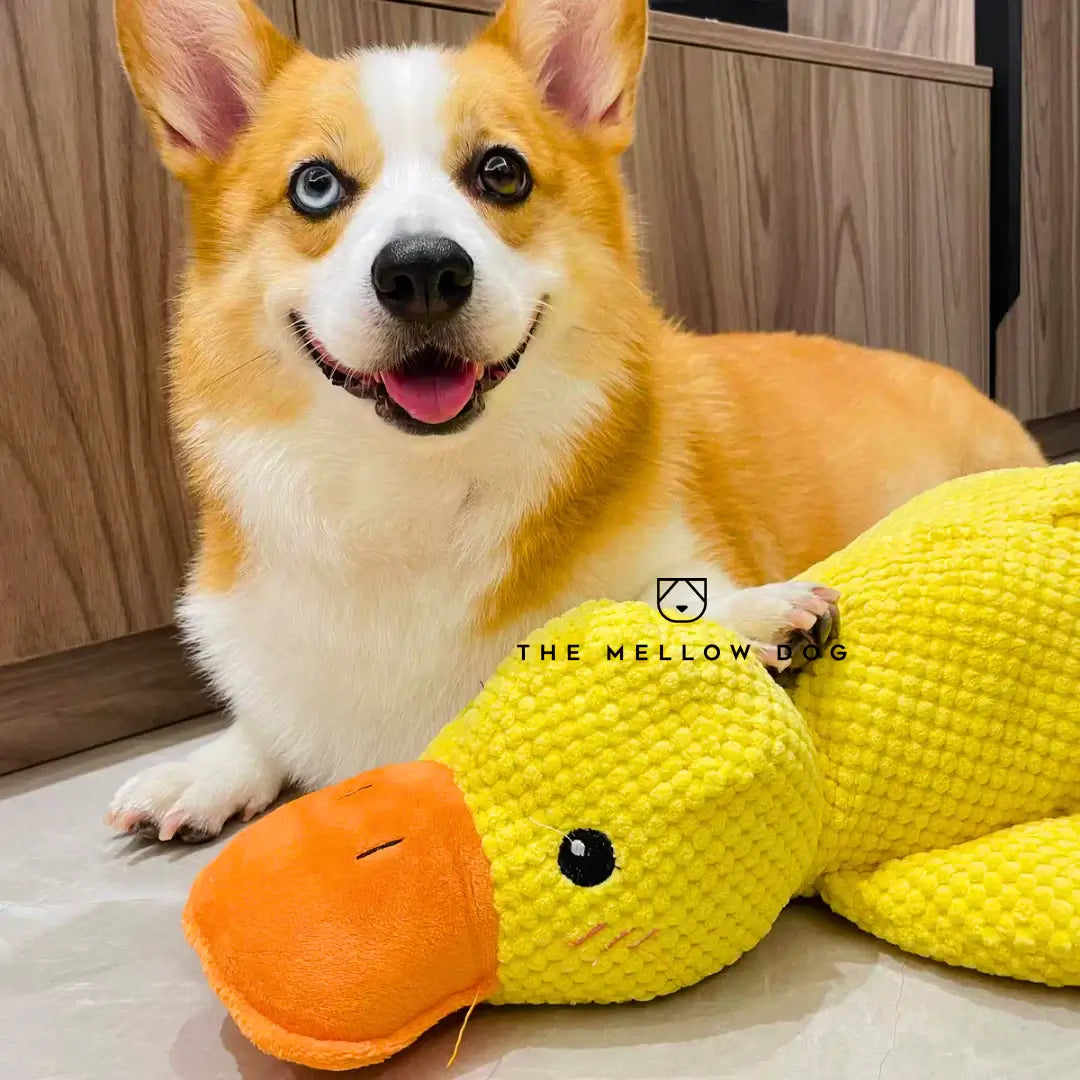 Calming Duck - For Your Dog's Happiness and Well-Being