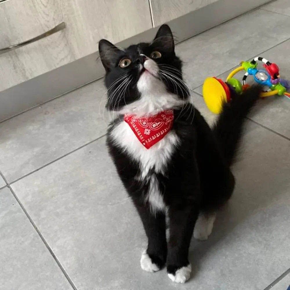Adjustable Cat Bandana Collar