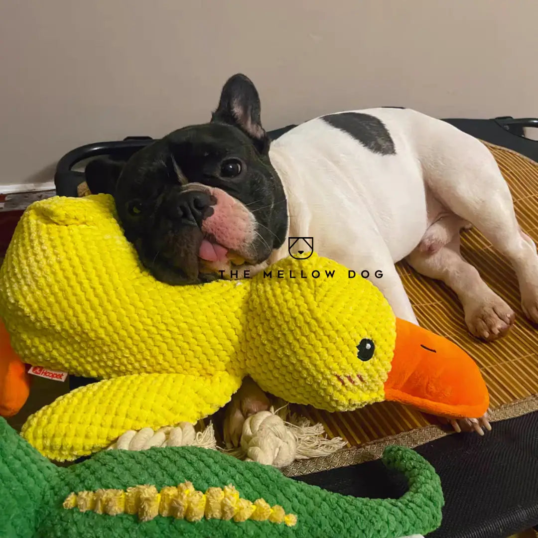 Calming Duck - For Your Dog's Happiness and Well-Being