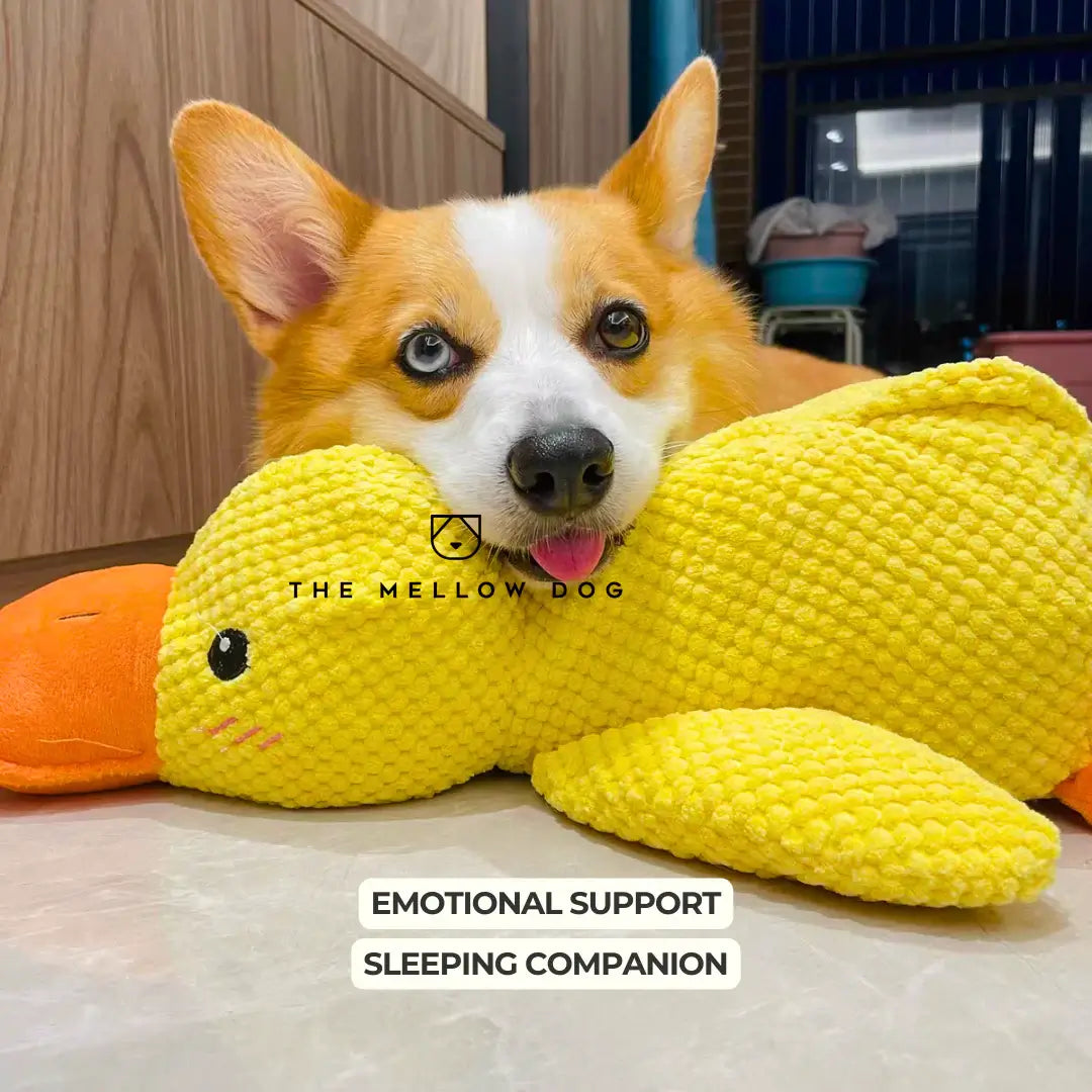 Calming Duck - For Your Dog's Happiness and Well-Being