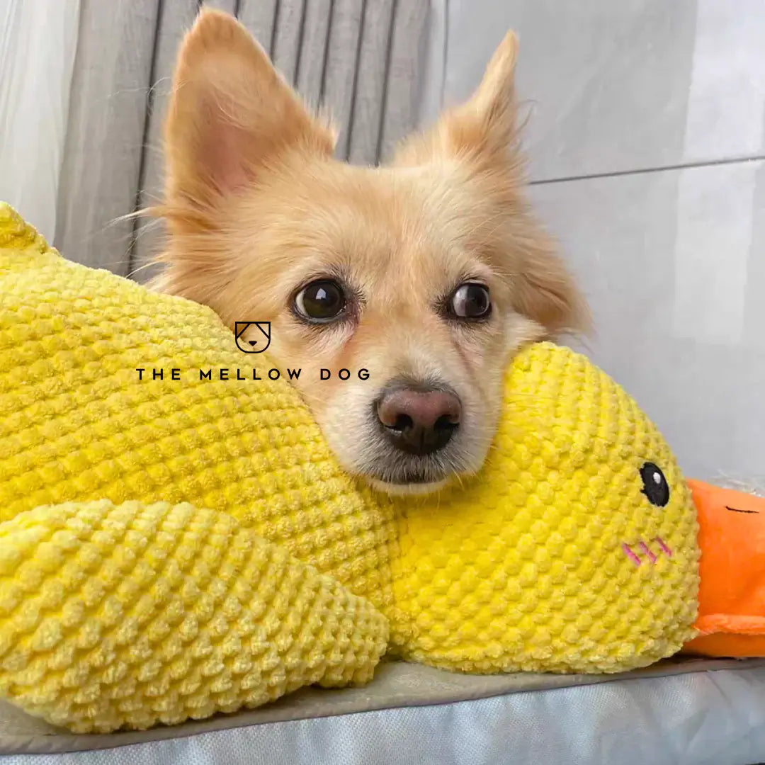 Calming Duck - For Your Dog's Happiness and Well-Being