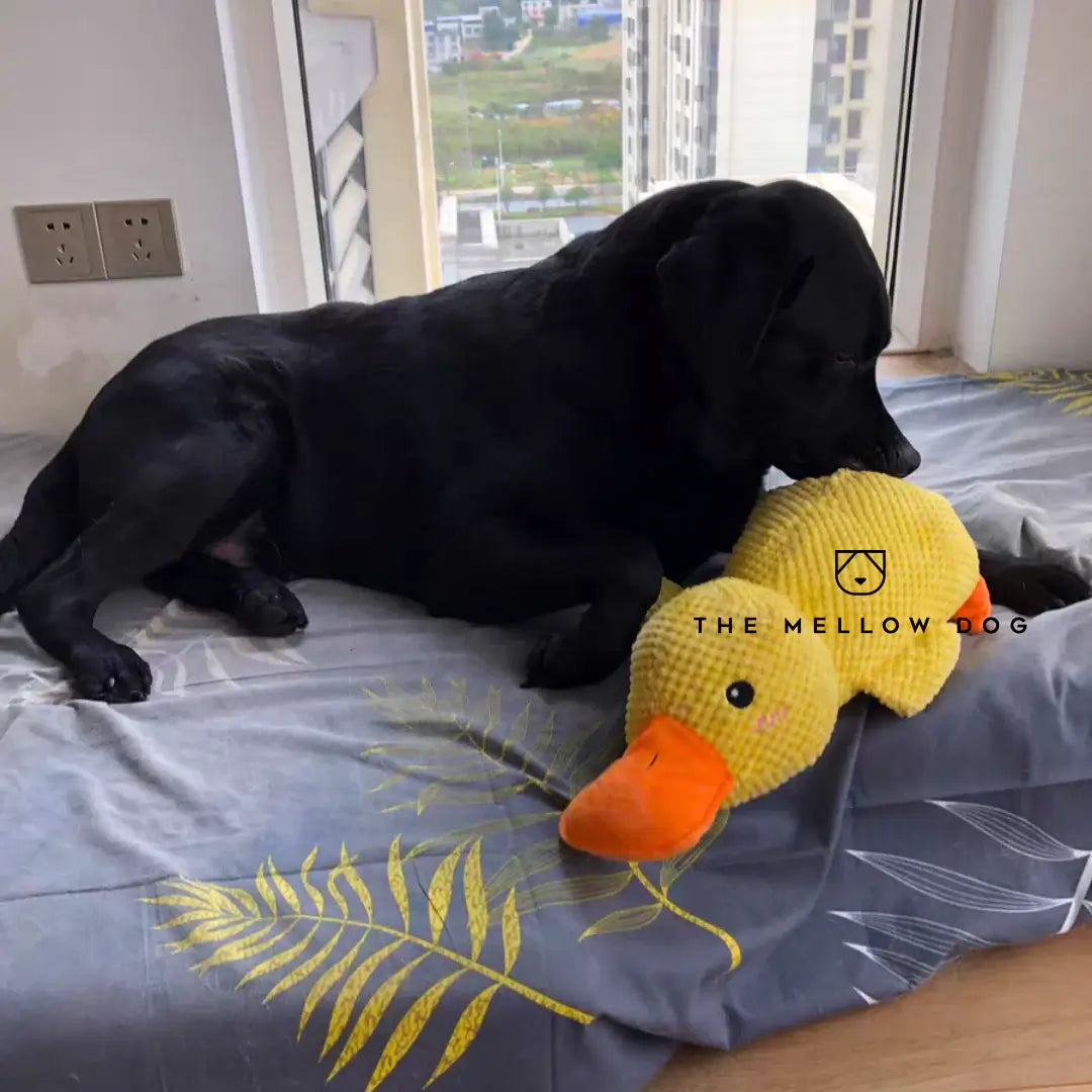 Calming Duck - For Your Dog's Happiness and Well-Being