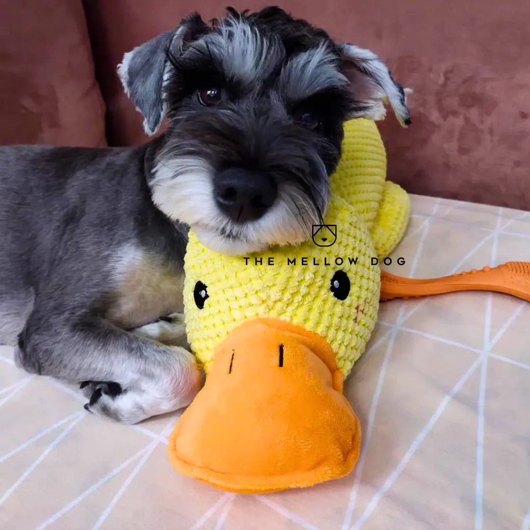 Calming Duck - For Your Dog's Happiness and Well-Being