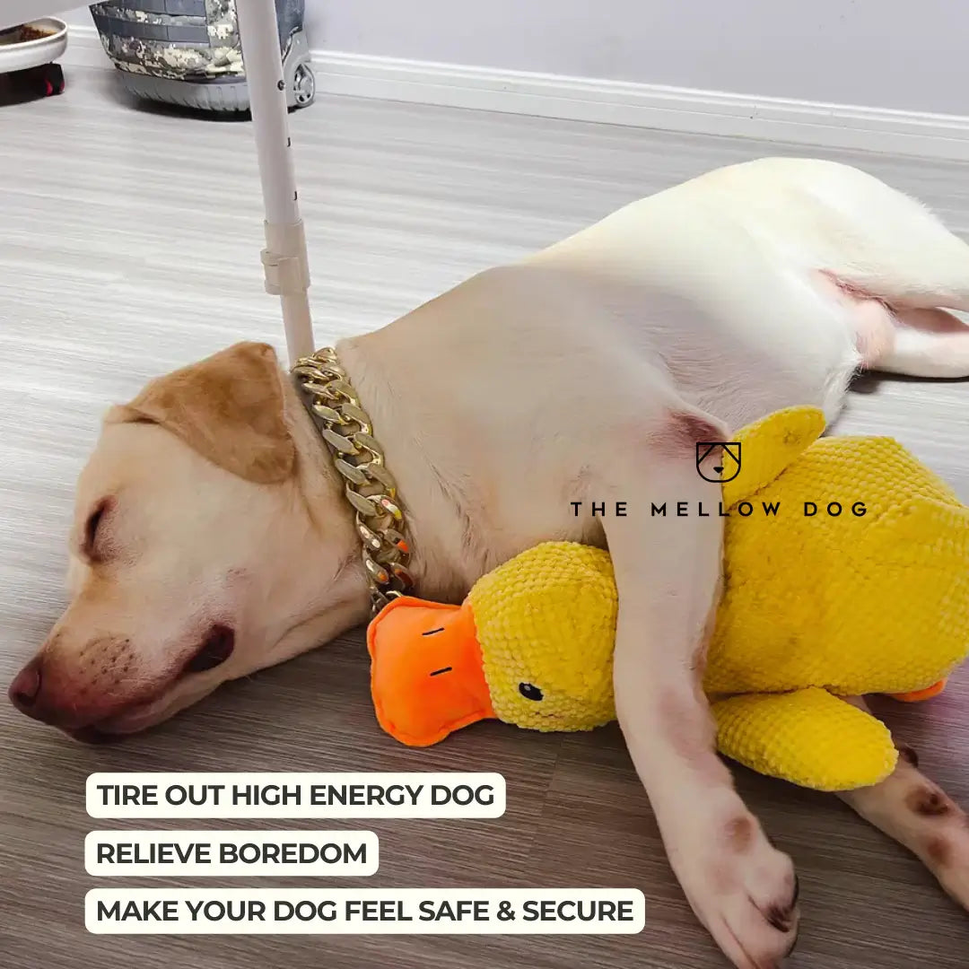 Calming Duck - For Your Dog's Happiness and Well-Being