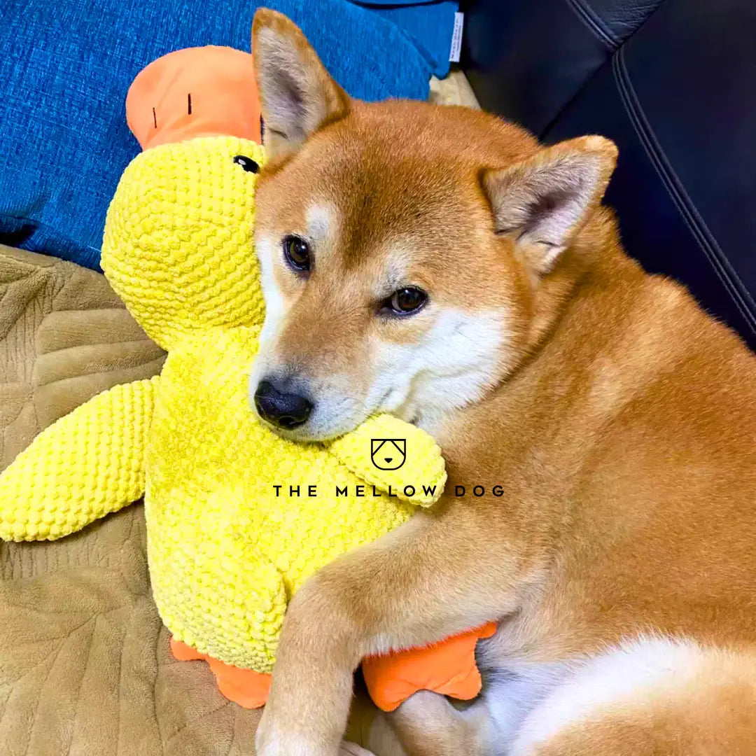 Calming Duck - For Your Dog's Happiness and Well-Being