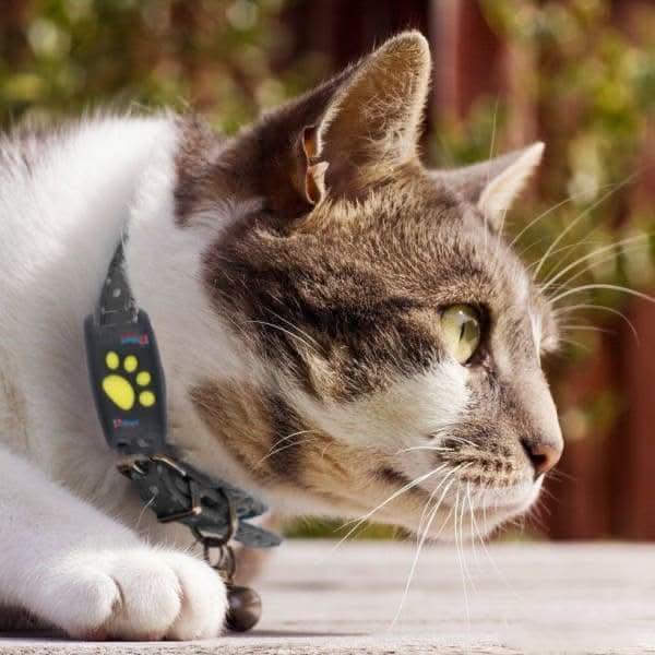 Cat Tracking System – Subscription-Free Real-Time Tracking Device