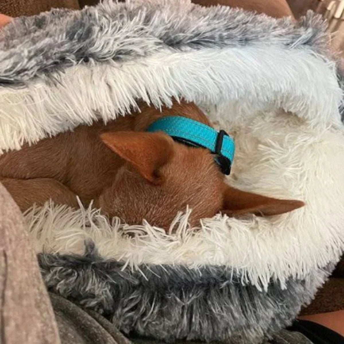 Cozy Cave Pet Bed | Calming and Comfortable Dog Bed for Deep Relaxation