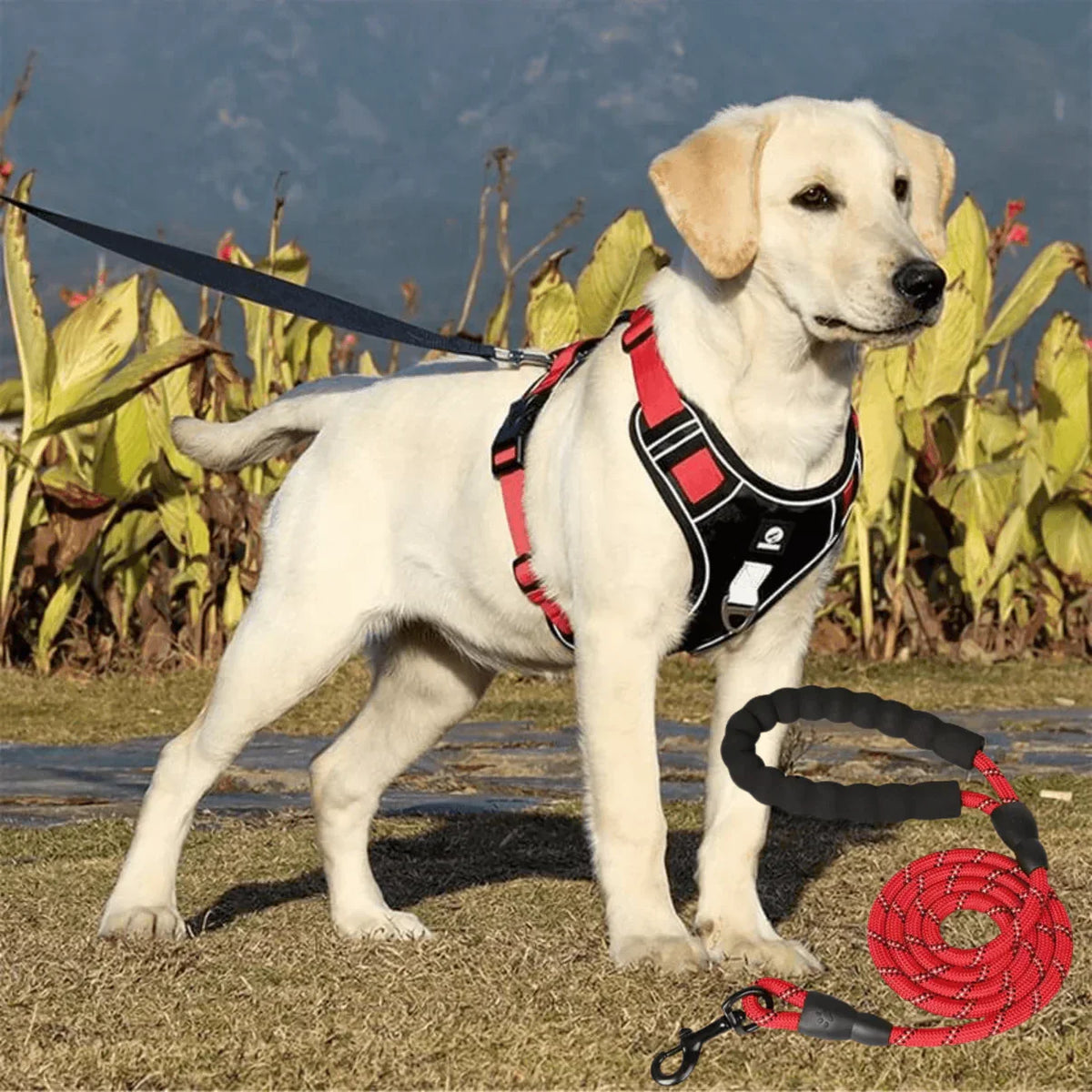 Dog Harness with Comfortable Lining