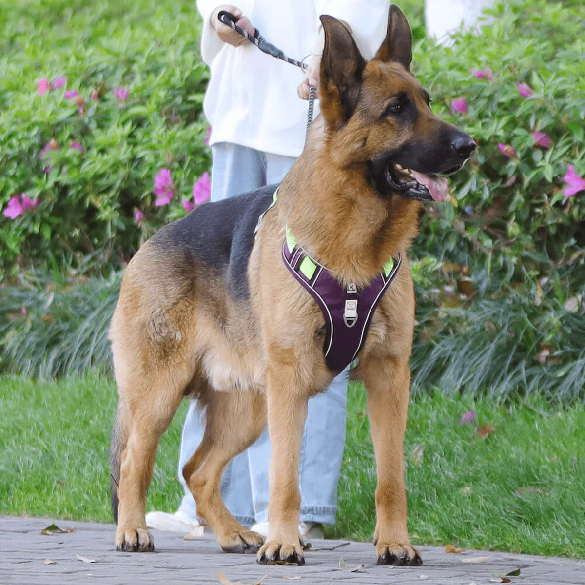 Dog Harness with Comfortable Lining
