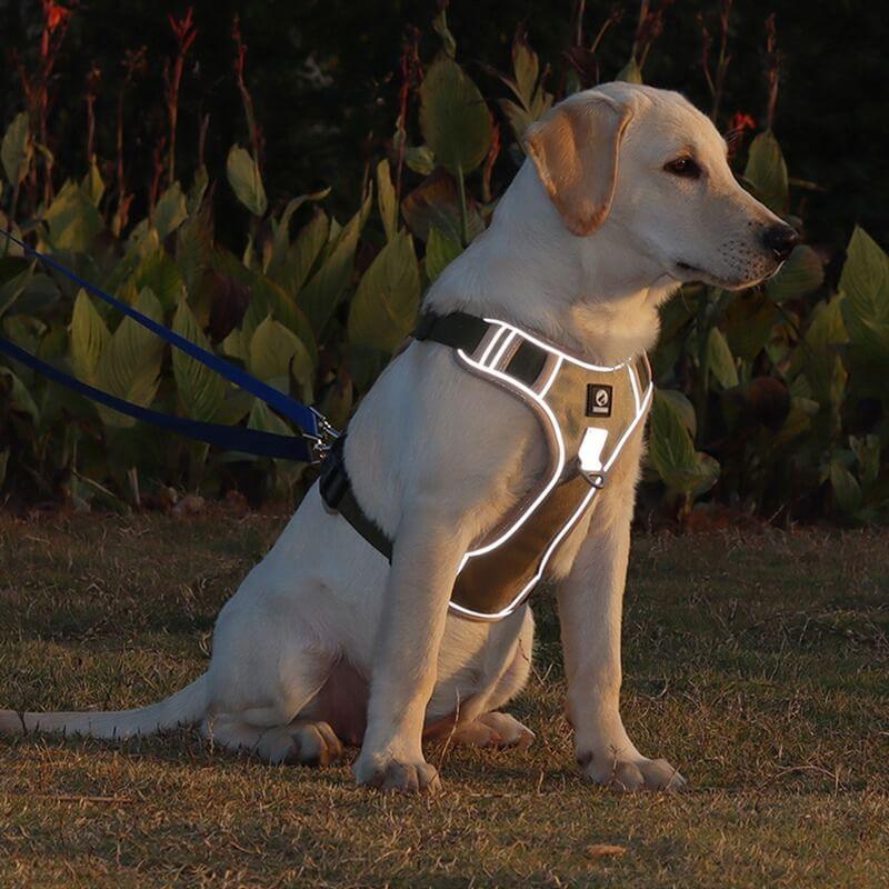 Dog Harness with Comfortable Lining