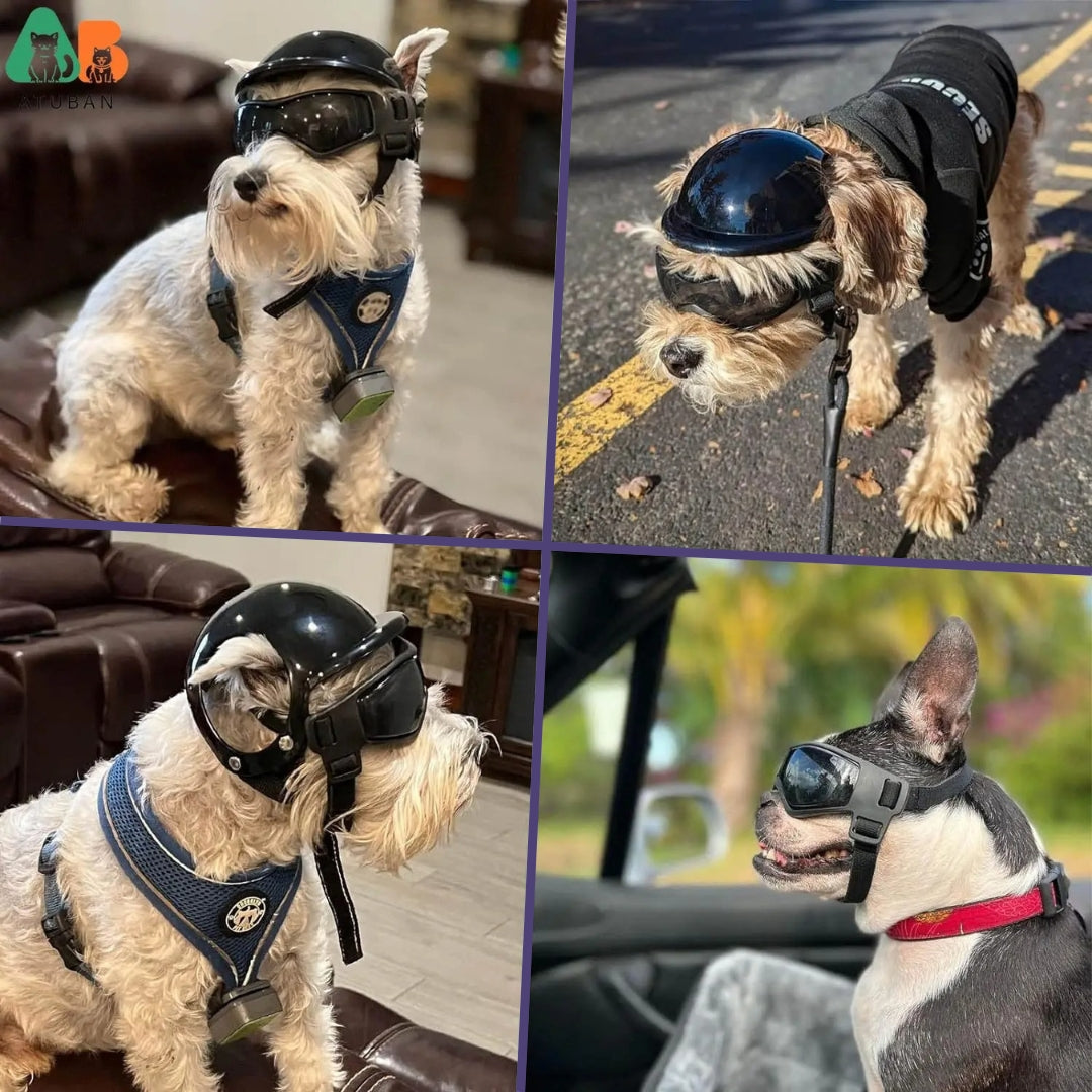 Dog Helmet and Goggles