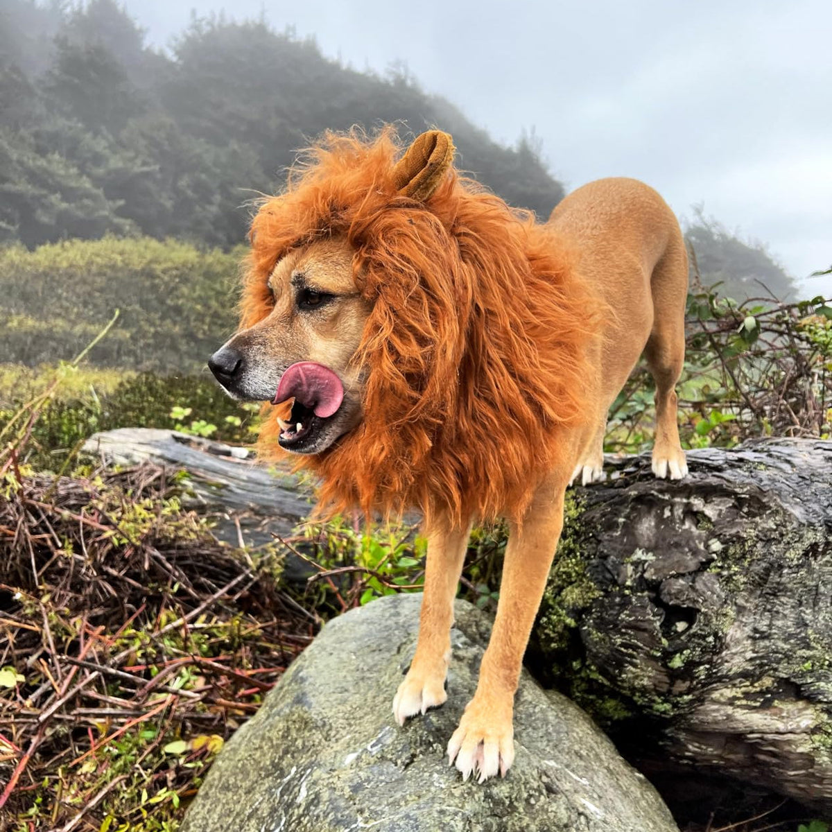 Halloween Lion Mane Wig Dog Costume
