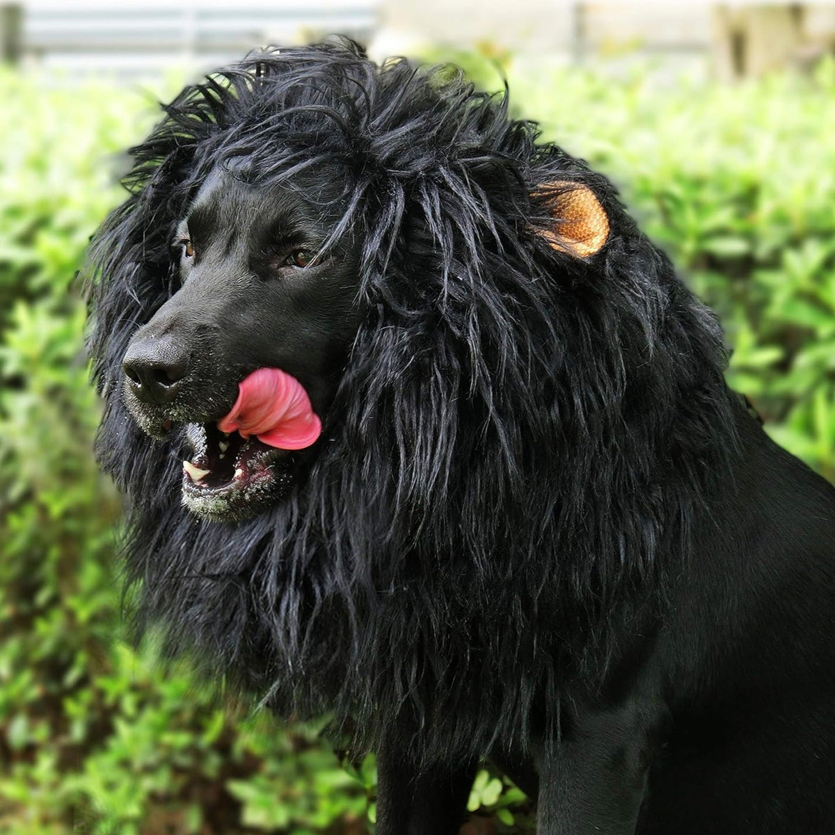 Halloween Lion Mane Wig Dog Costume
