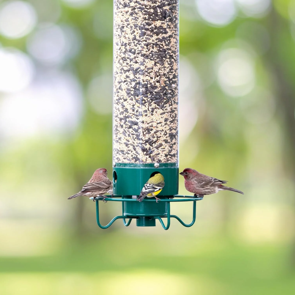 Hanging Squirrel-Proof Metal Tube Bird Feeder for Outdoors and Garden