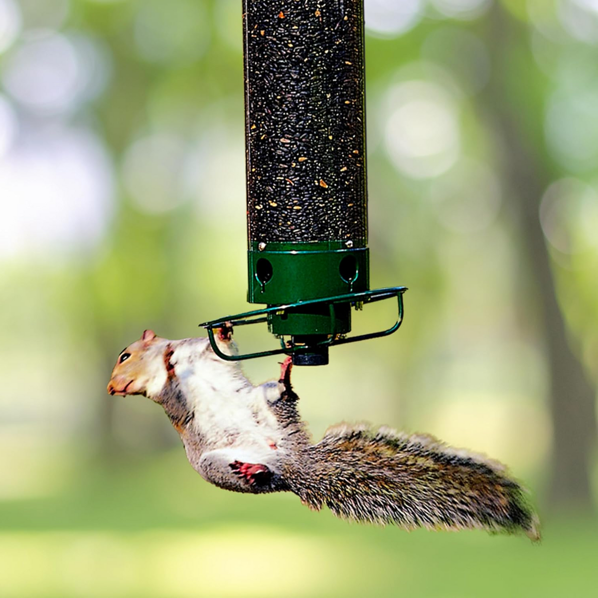 Outdoor Squirrel-Proof Bird Feeder