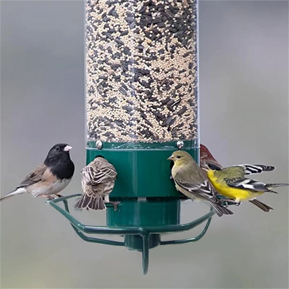 Outdoor Squirrel-Proof Bird Feeder
