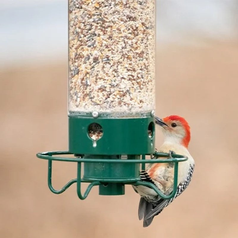 Squirrel-Proof Green Metal and Polycarbonate Bird Feeder