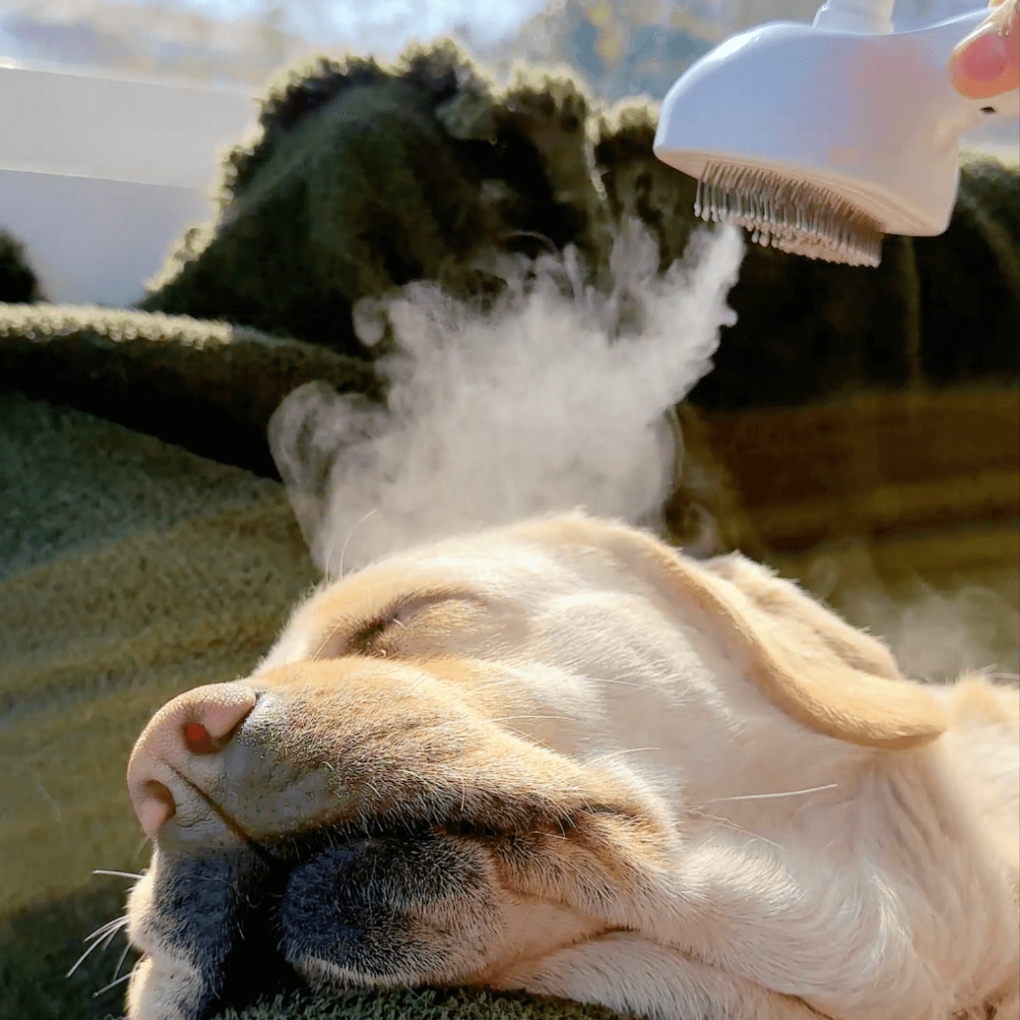 Steam Brush for Dogs