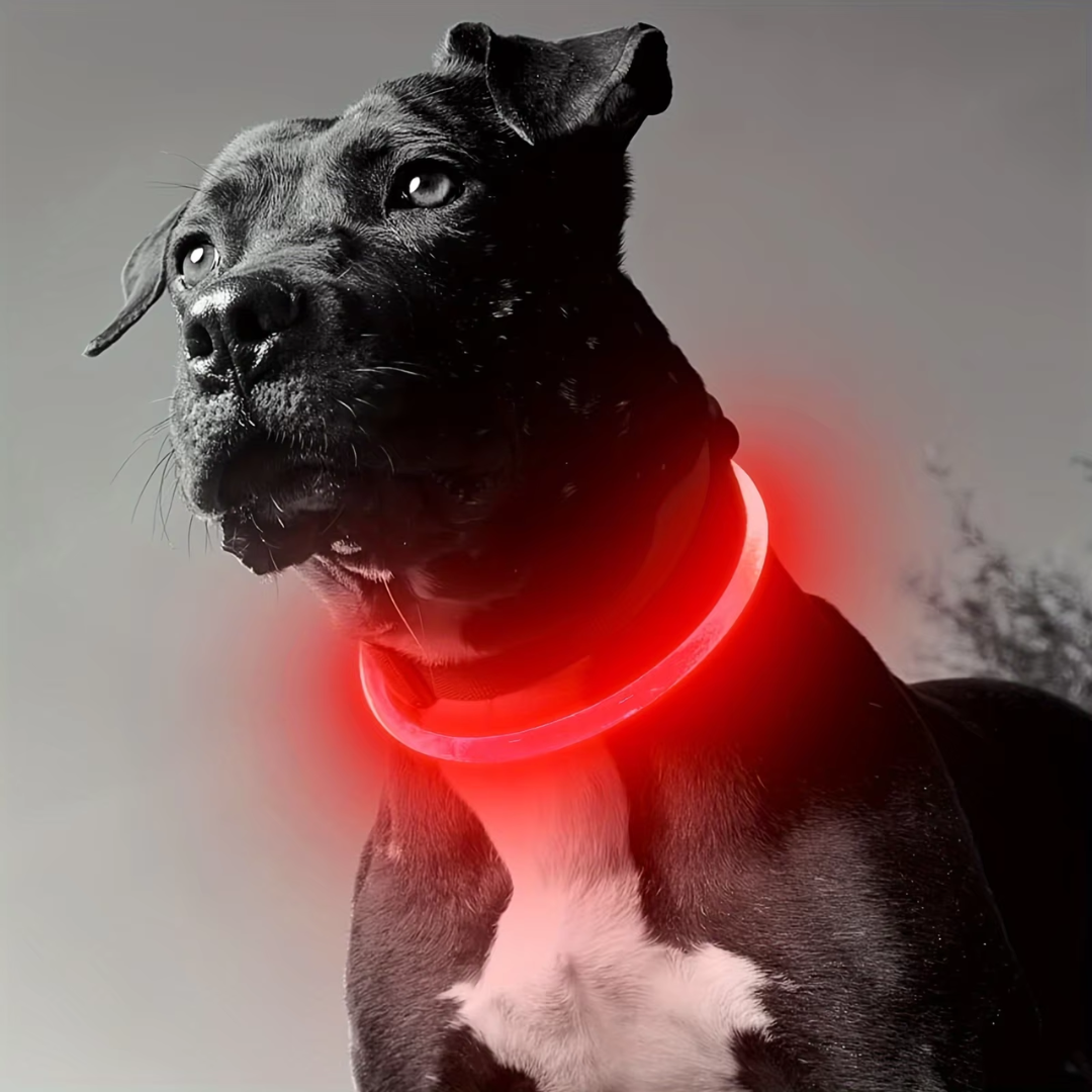 USB Rechargeable LED Dog Collar Safety Light