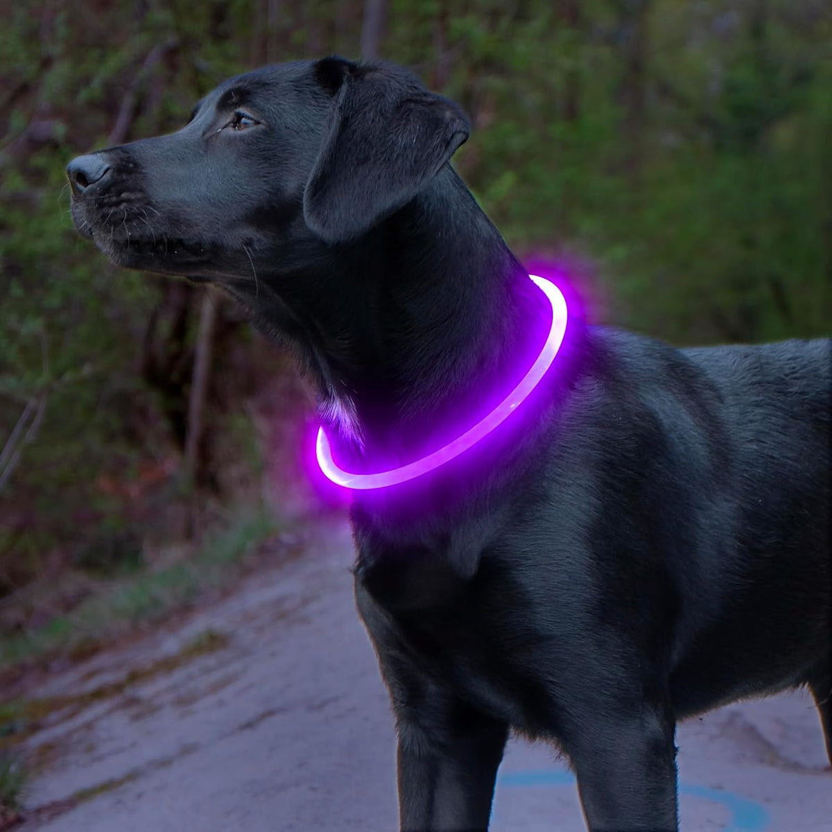 USB Rechargeable LED Dog Collar Safety Light